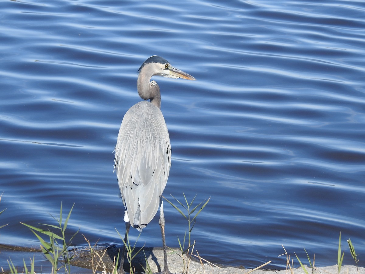 Great Blue Heron - ML625549169