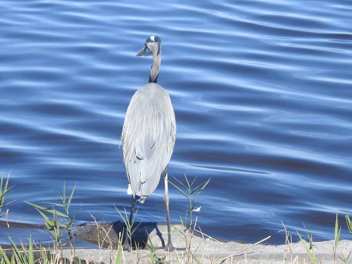 Great Blue Heron - ML625549170