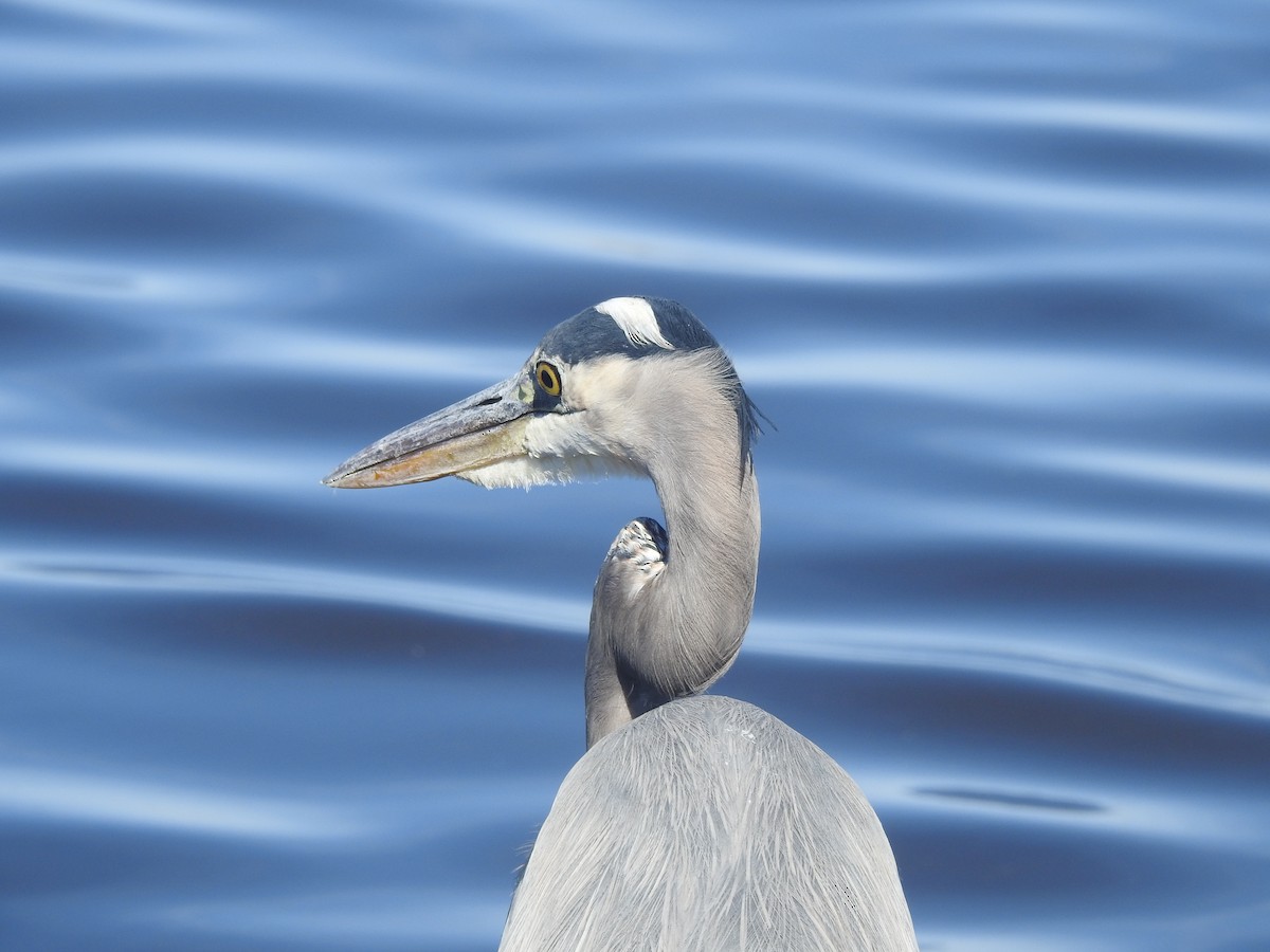 Great Blue Heron - ML625549171