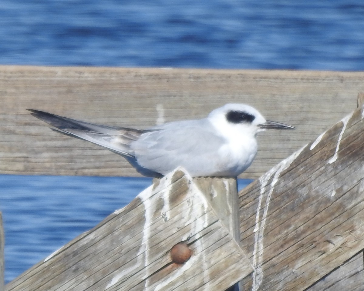 Forster's Tern - ML625549220