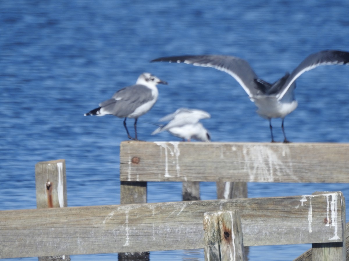 Laughing Gull - ML625549232