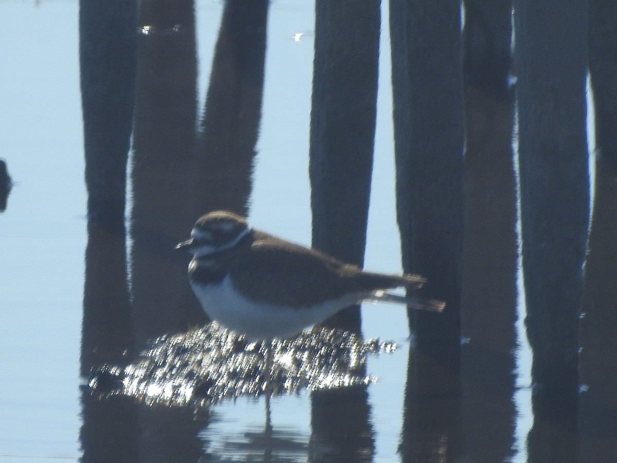 Killdeer - ML625549289