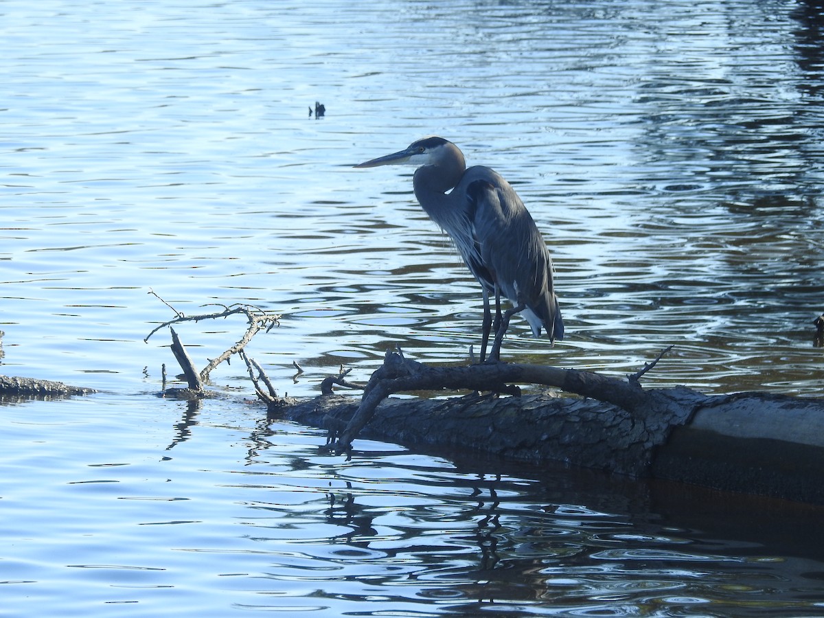 Great Blue Heron - ML625549304