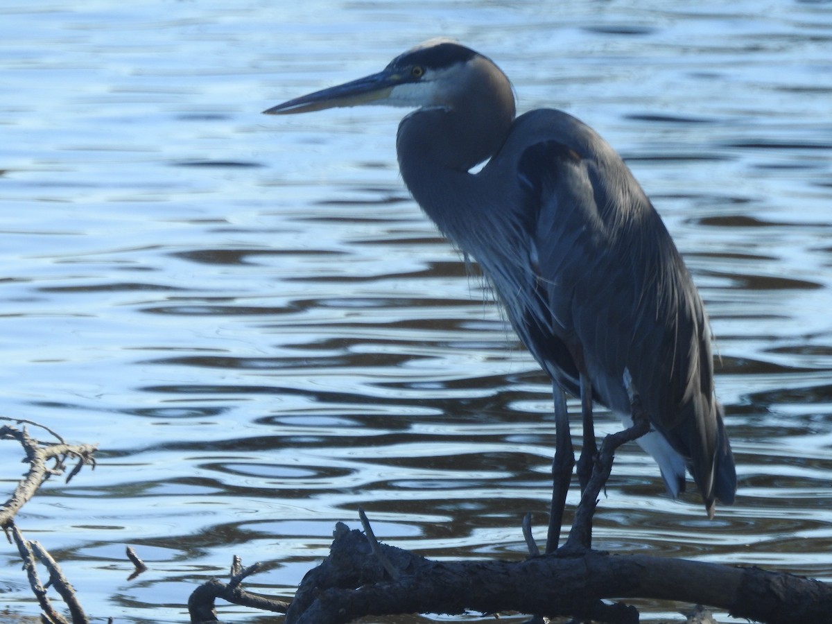 Great Blue Heron - ML625549306