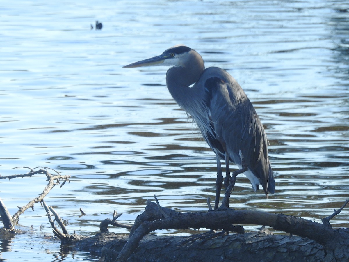 Great Blue Heron - ML625549307