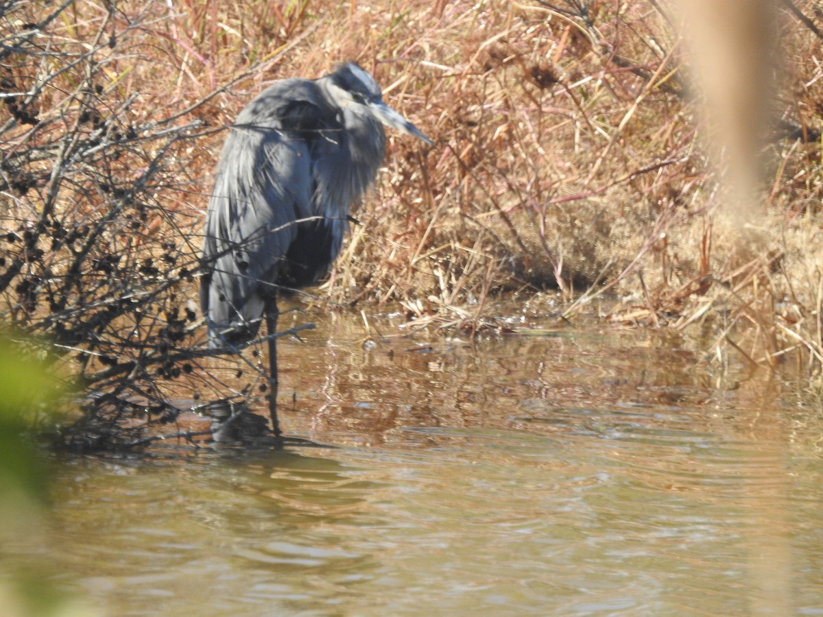 Great Blue Heron - ML625549313