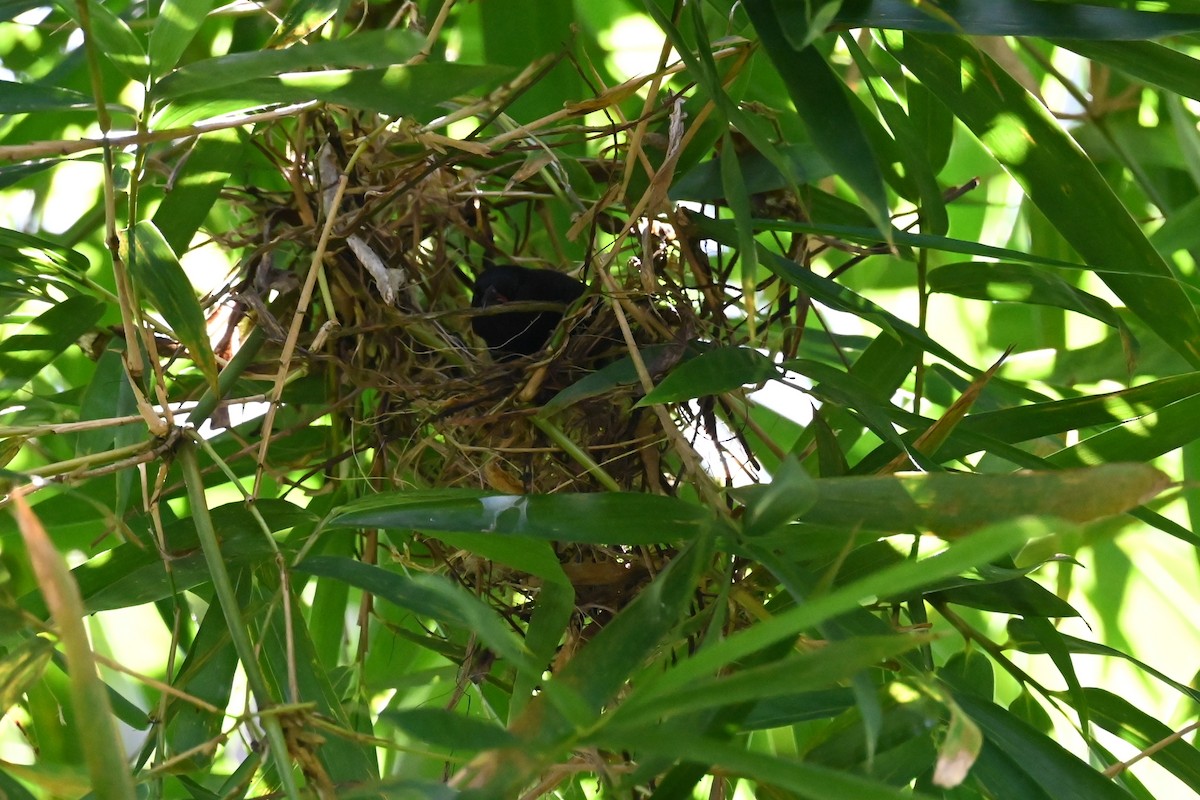 Bananaquit (Grenada) - ML625549323