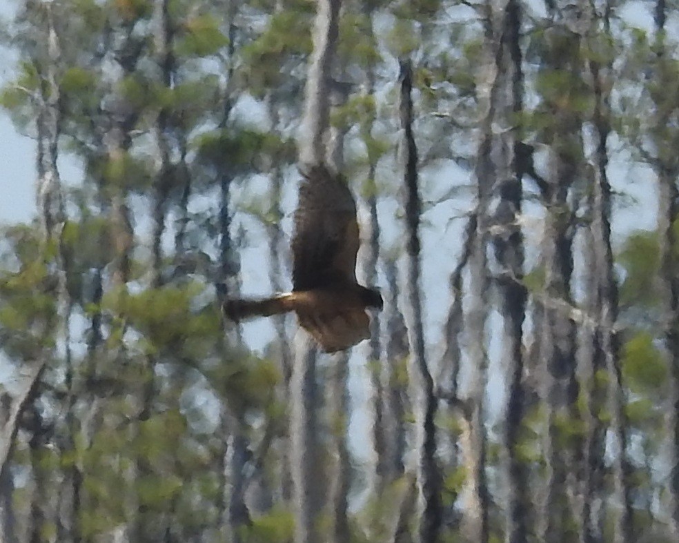 Northern Harrier - ML625549330