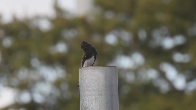 Black Phoebe - ML625549346