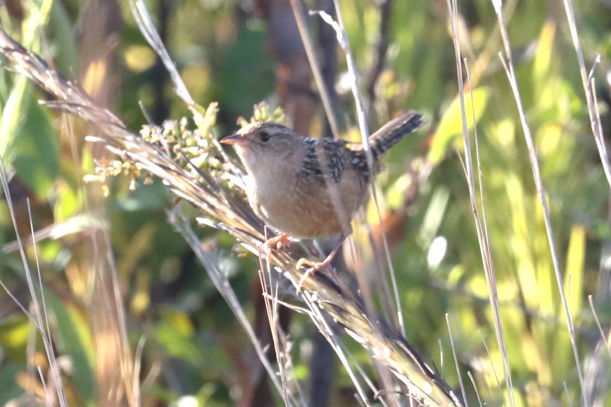 Sedge Wren - ML625549366