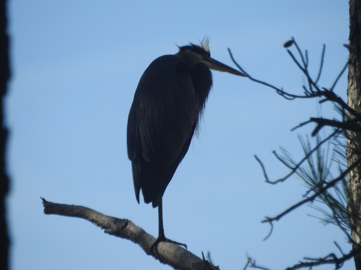 Great Blue Heron - ML625549405