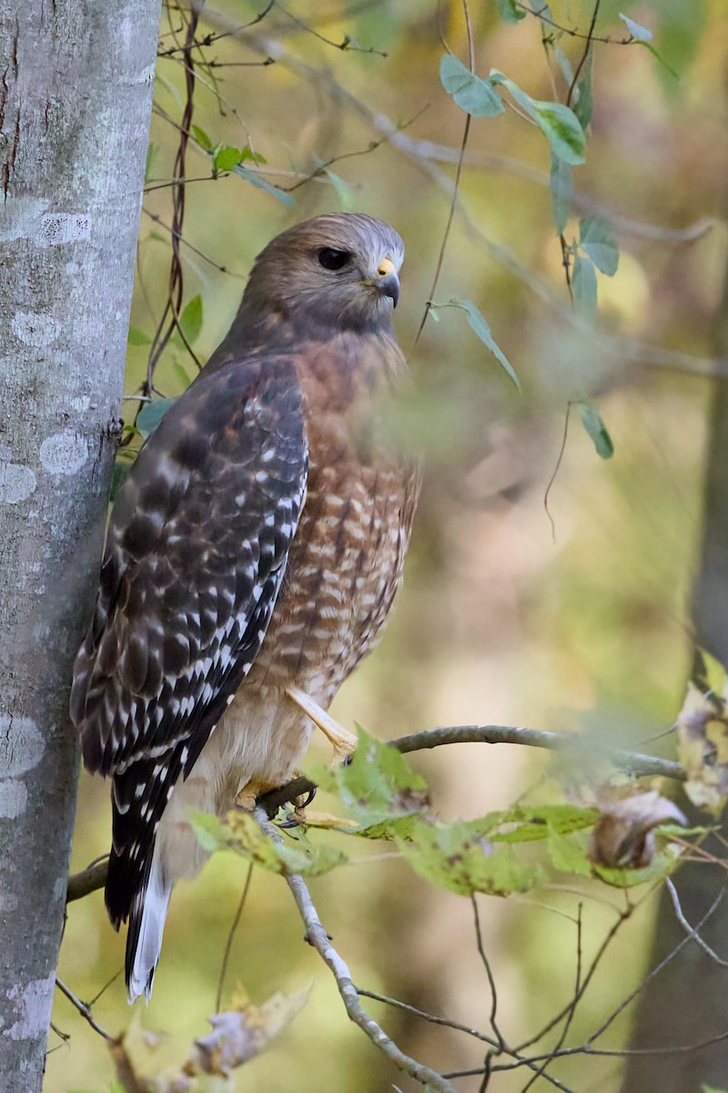 Red-shouldered Hawk - ML625549415