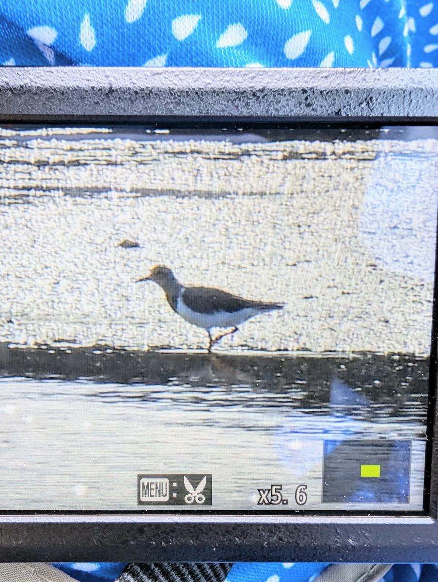 Spotted Sandpiper - Heidi Adamson