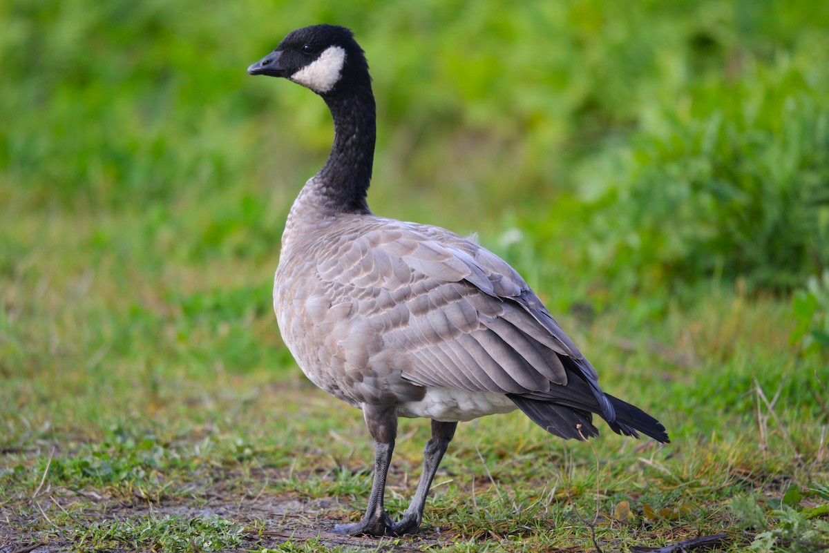 Cackling Goose - Henry deJong