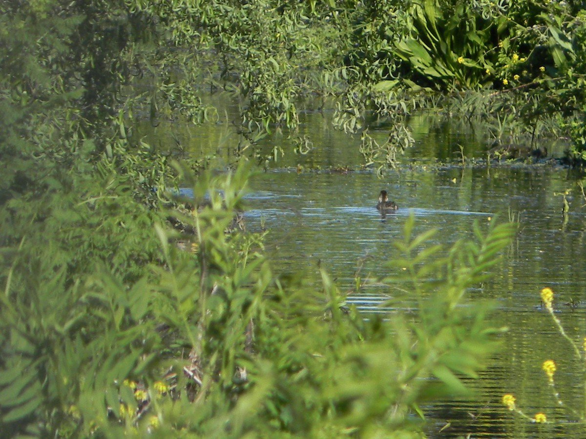 Yellow-billed Pintail - Giuly ZZ