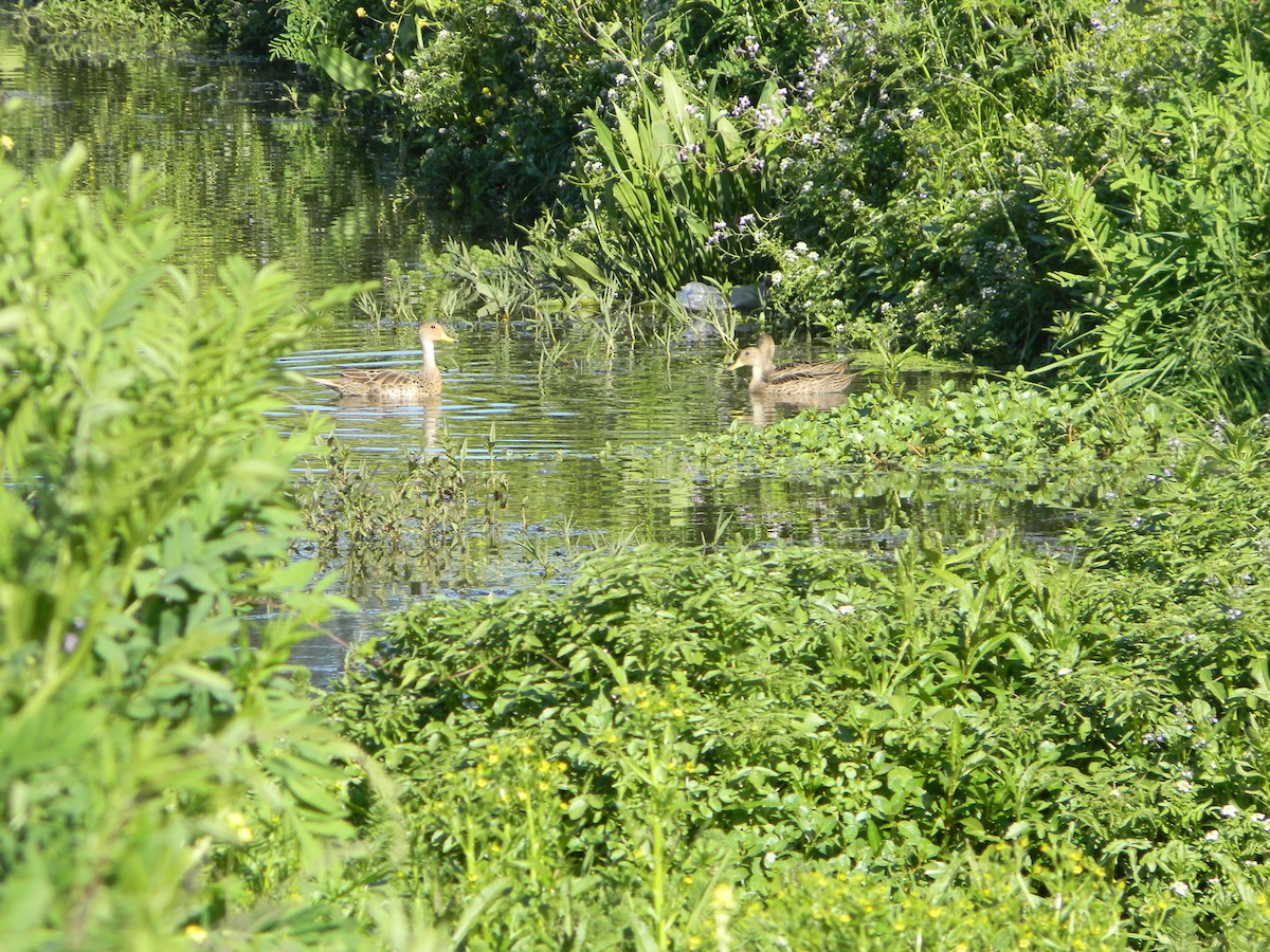 Yellow-billed Pintail - Giuly ZZ