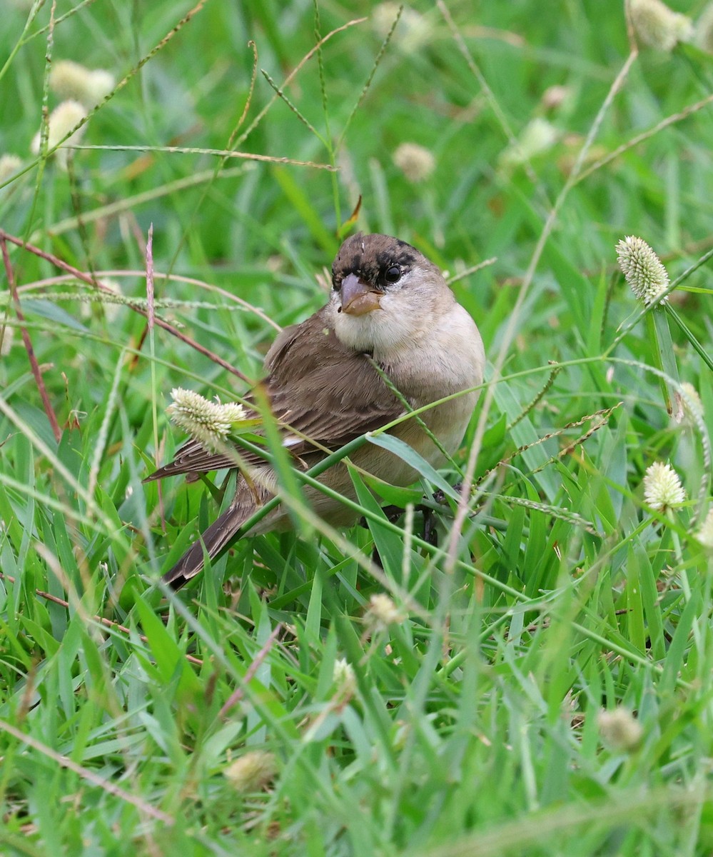 Pearly-bellied Seedeater - ML625549714