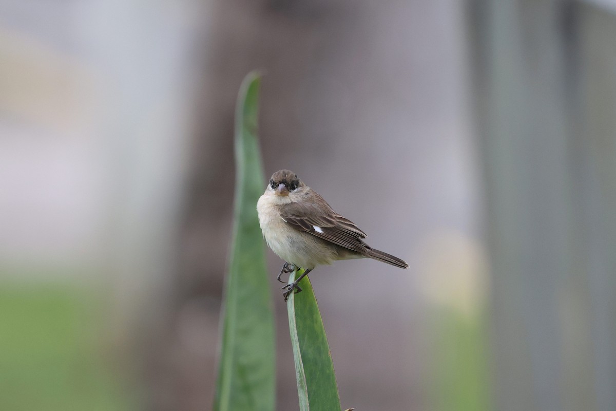 Pearly-bellied Seedeater - ML625549715