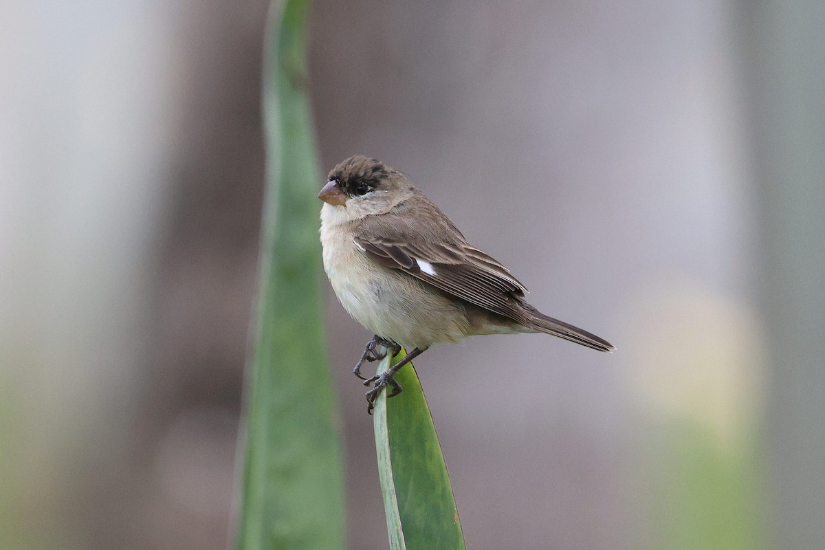 Pearly-bellied Seedeater - ML625549716