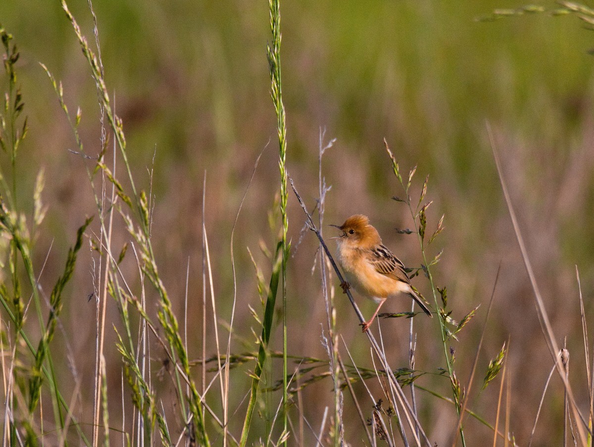 Golden-headed Cisticola - ML625549792