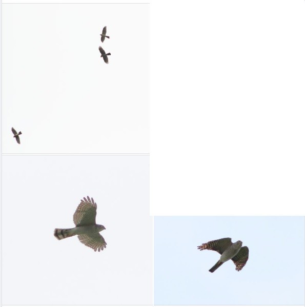 Japanese Sparrowhawk - ML625549815