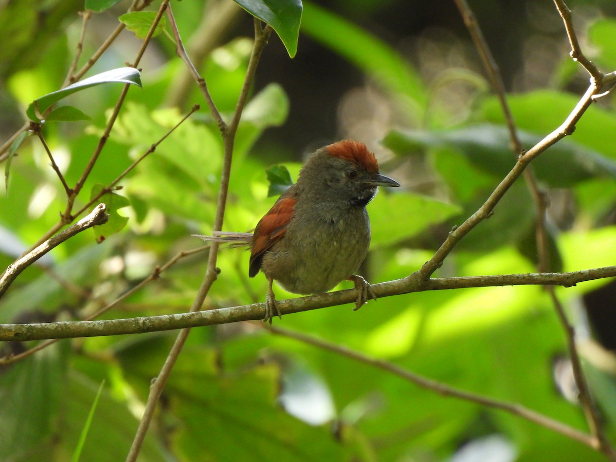 Spix's Spinetail - ML625549968