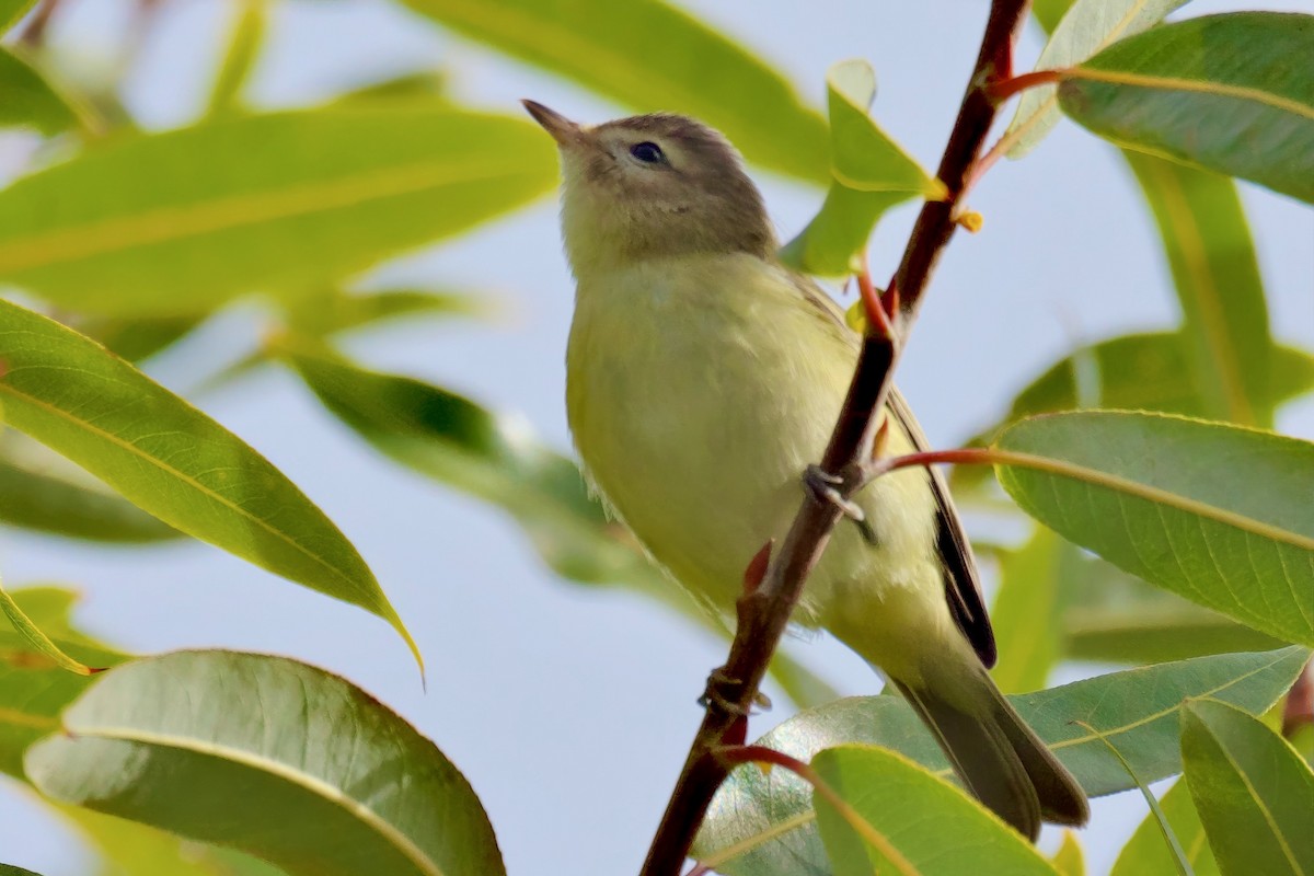 Warbling Vireo - ML625550006