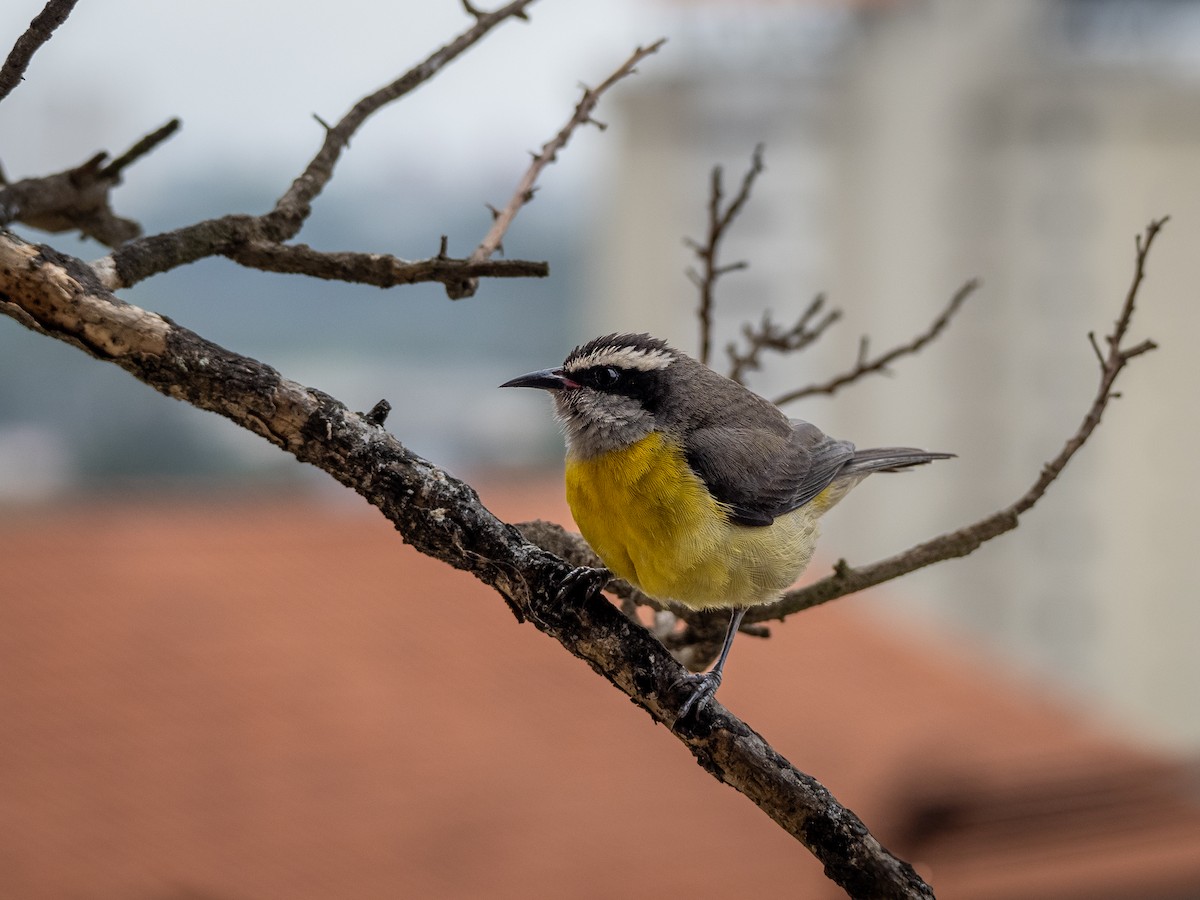 Bananaquit - ML625550075