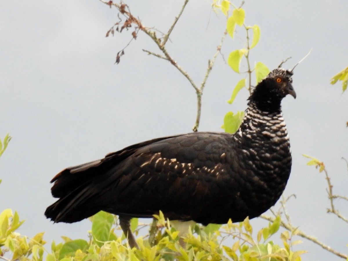 Horned Screamer - Julderth Acuña