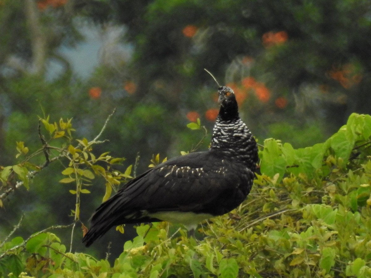 Horned Screamer - ML625550166