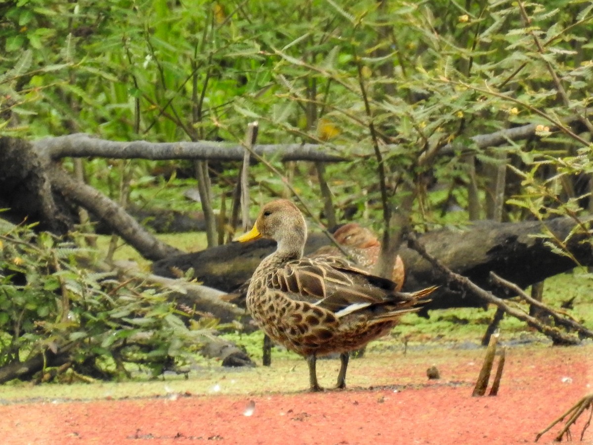 Yellow-billed Pintail - ML625550183