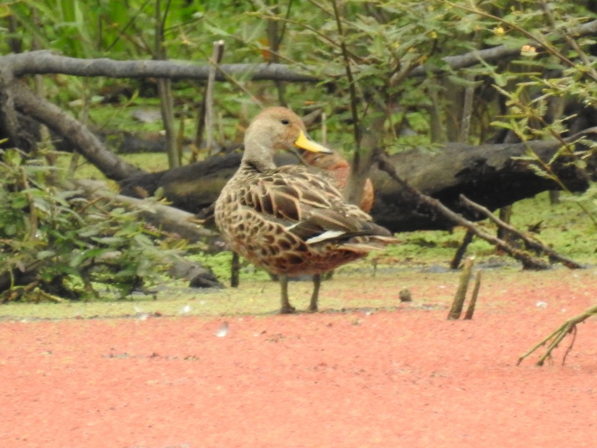 Yellow-billed Pintail - ML625550190