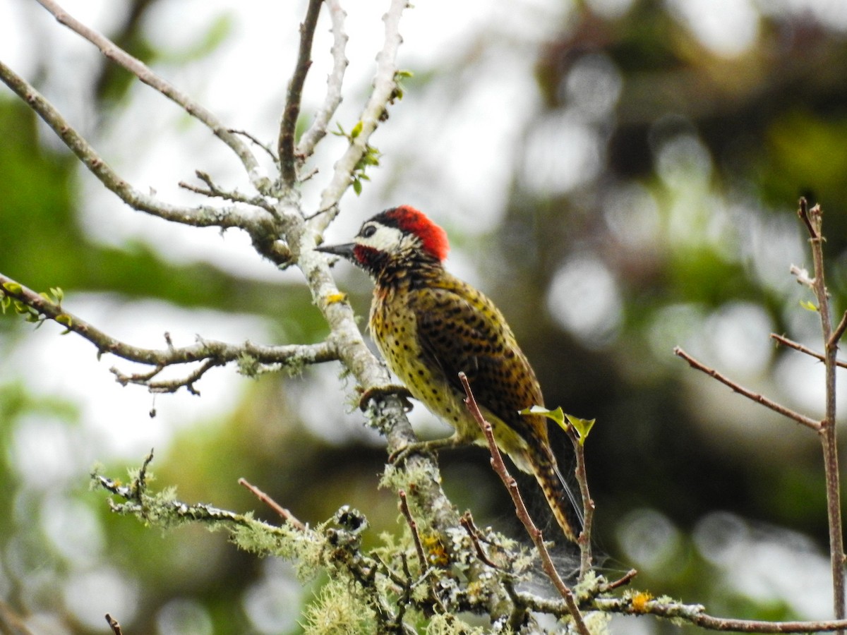 Spot-breasted Woodpecker - ML625550266