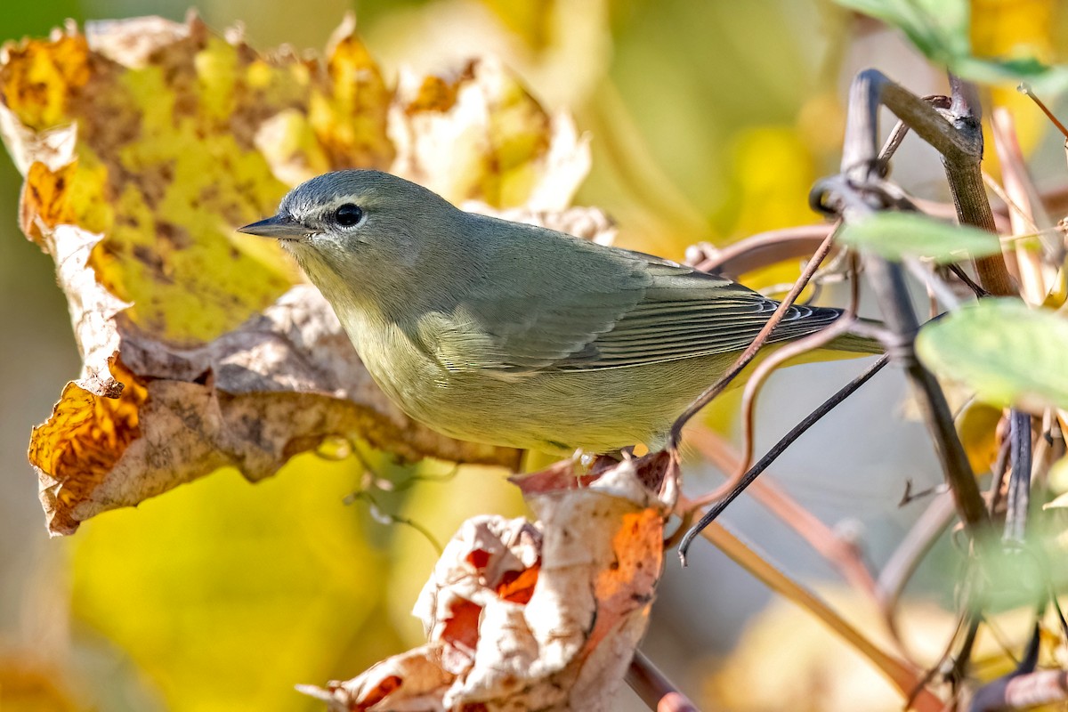 Orange-crowned Warbler (Gray-headed) - Sue Barth