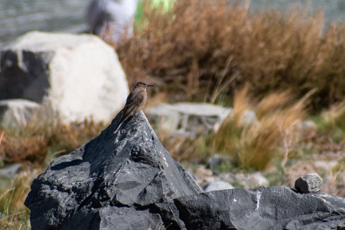 Black-billed Shrike-Tyrant - ML625550468