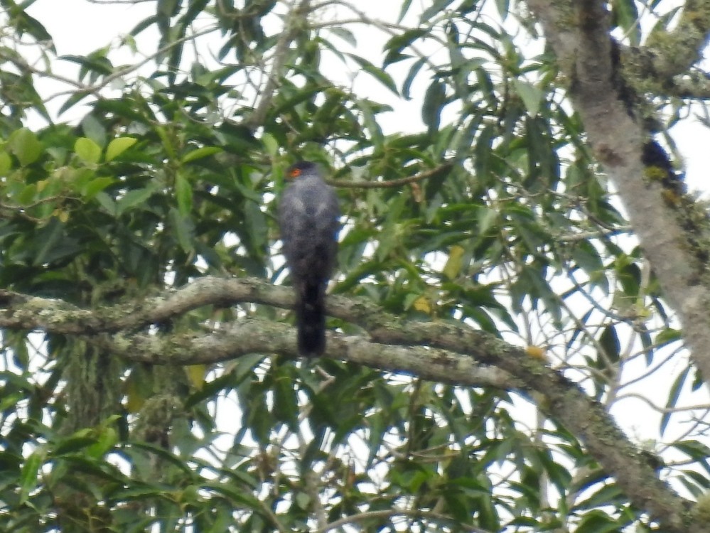 Bicolored Hawk - ML625550534