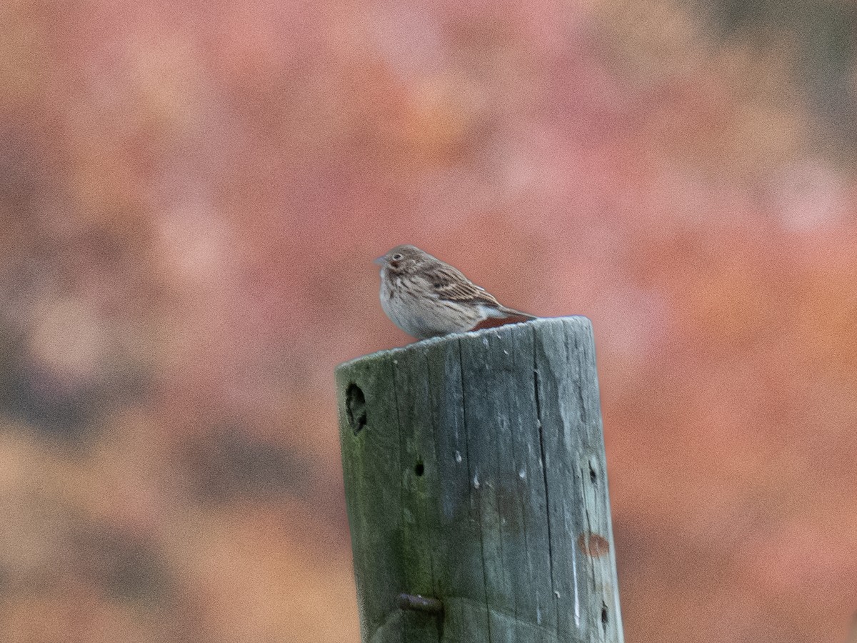 Vesper Sparrow - ML625550559