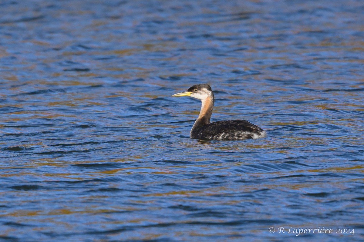 Red-necked Grebe - ML625550592