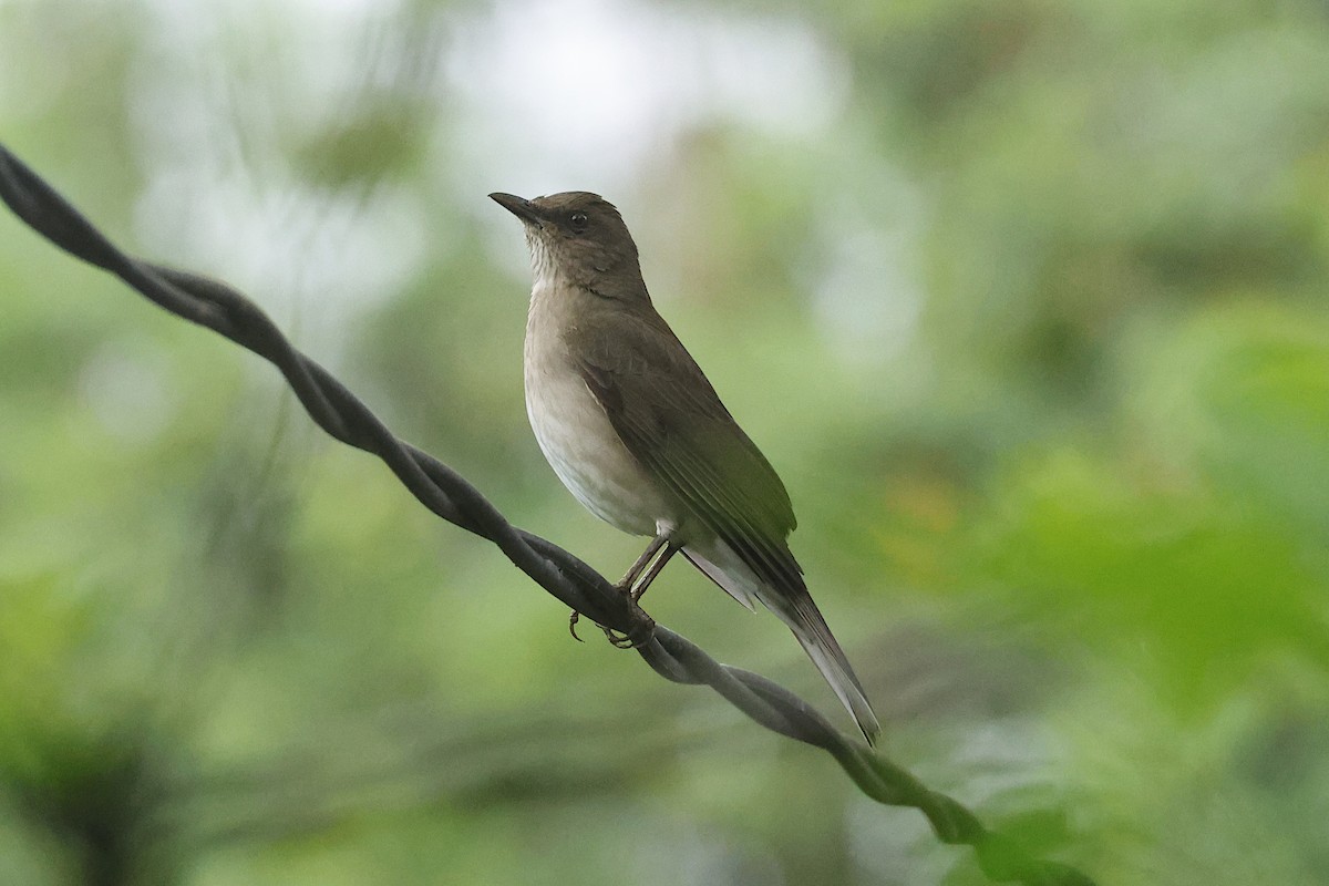 Black-billed Thrush - ML625550598