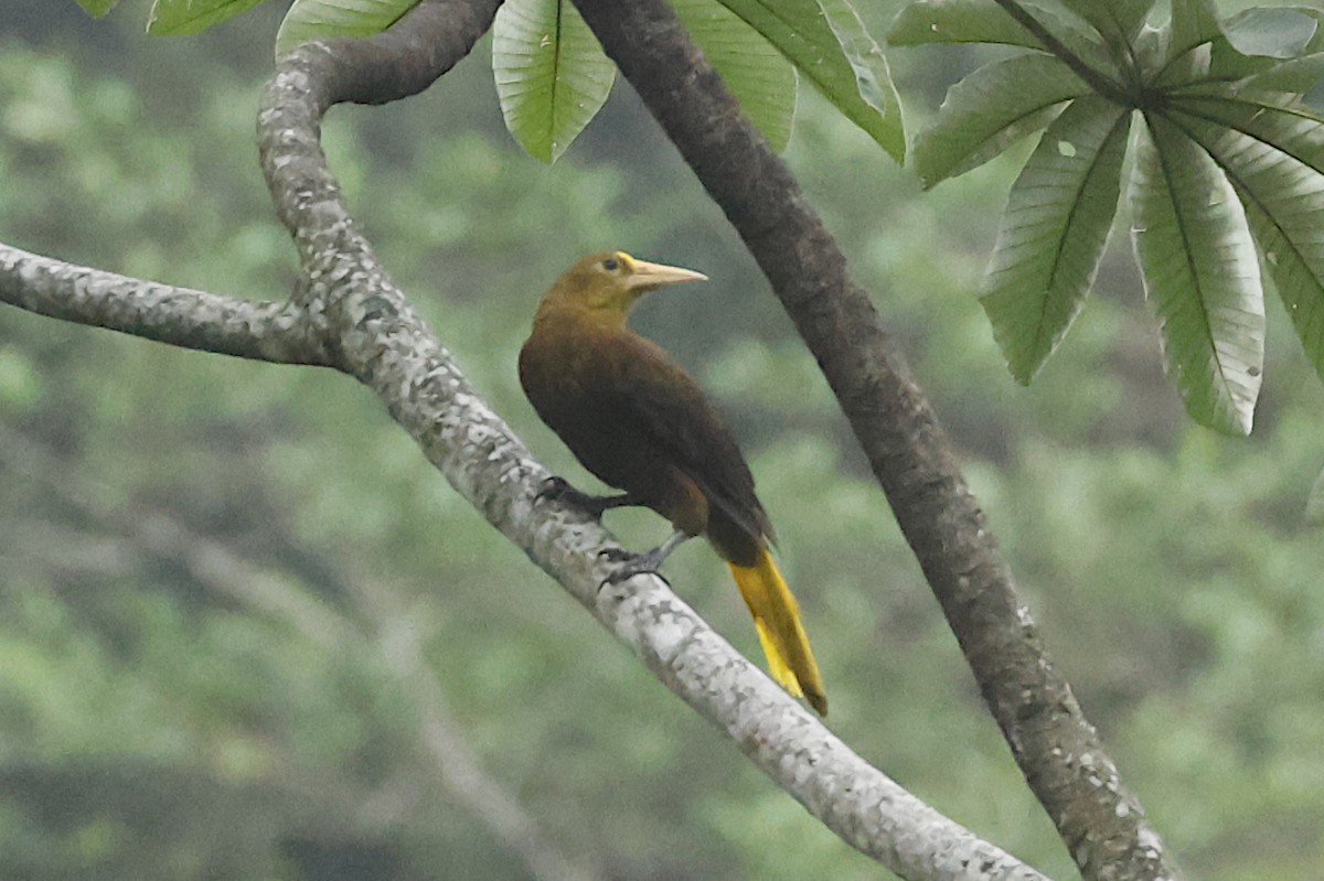 Russet-backed Oropendola - Lyle Hamilton