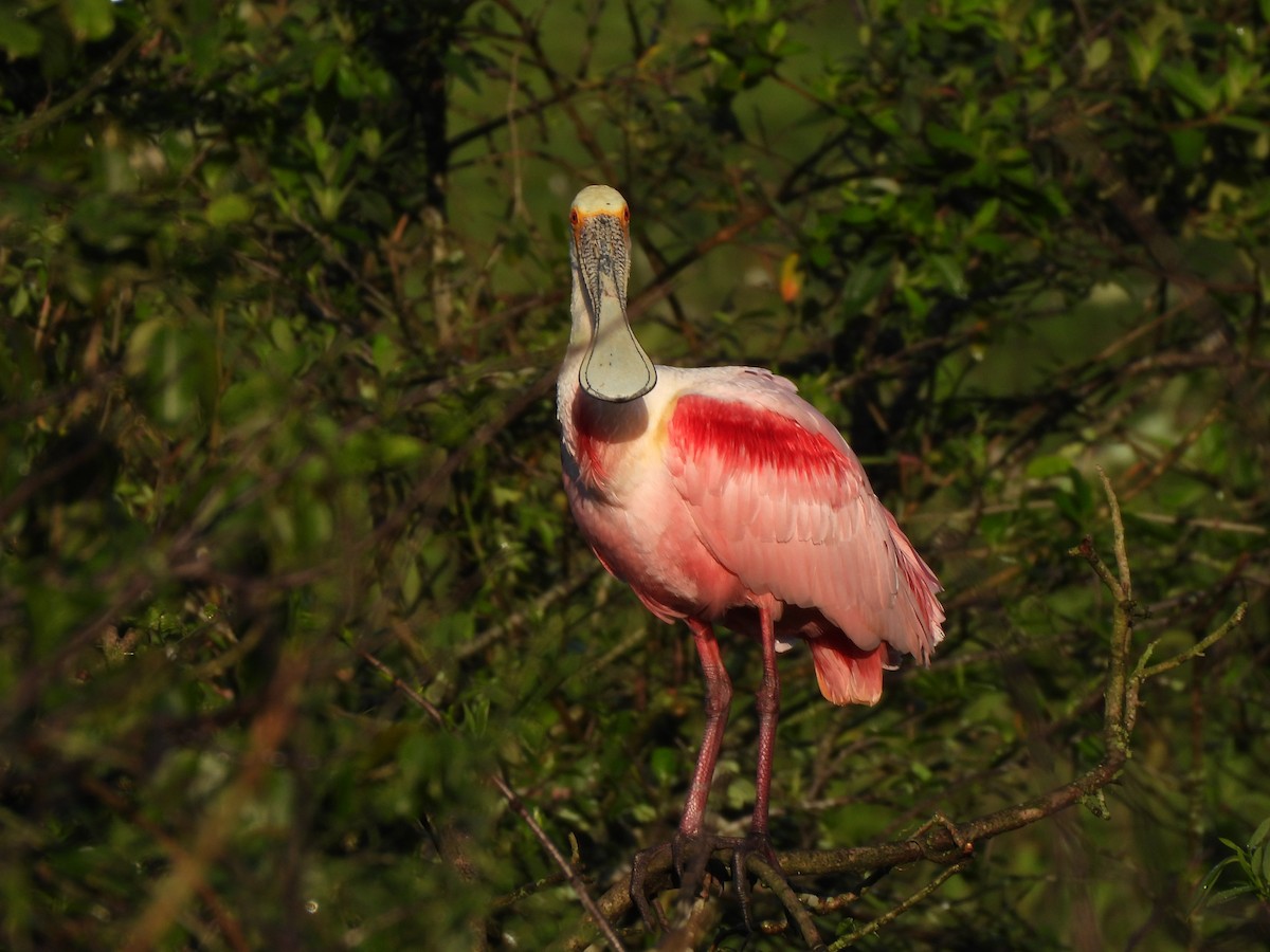 Roseate Spoonbill - ML625550676