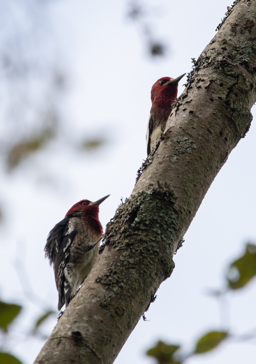 Red-breasted Sapsucker - ML625550695