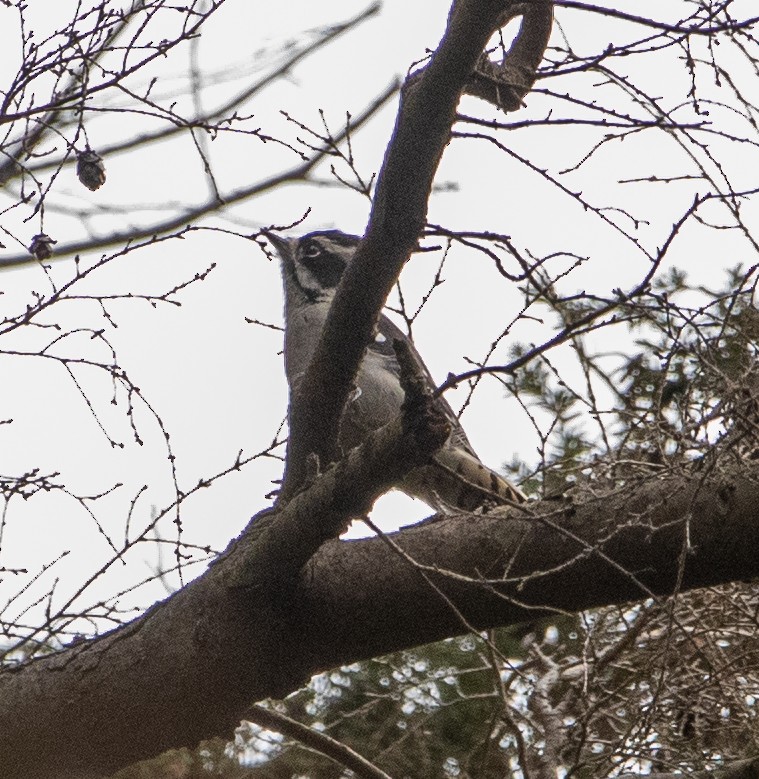Downy Woodpecker - ML625550704