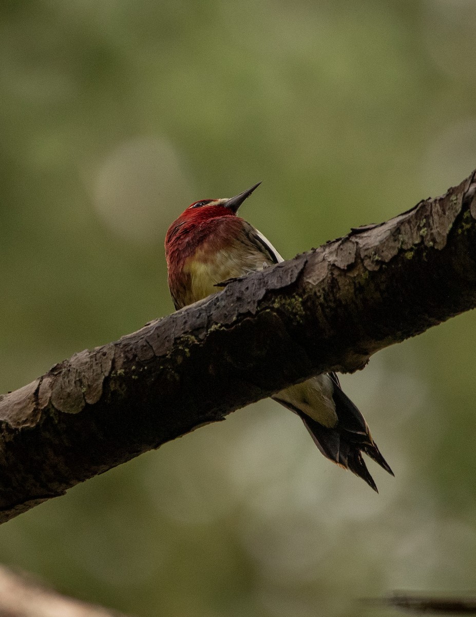 Red-breasted Sapsucker - ML625550707