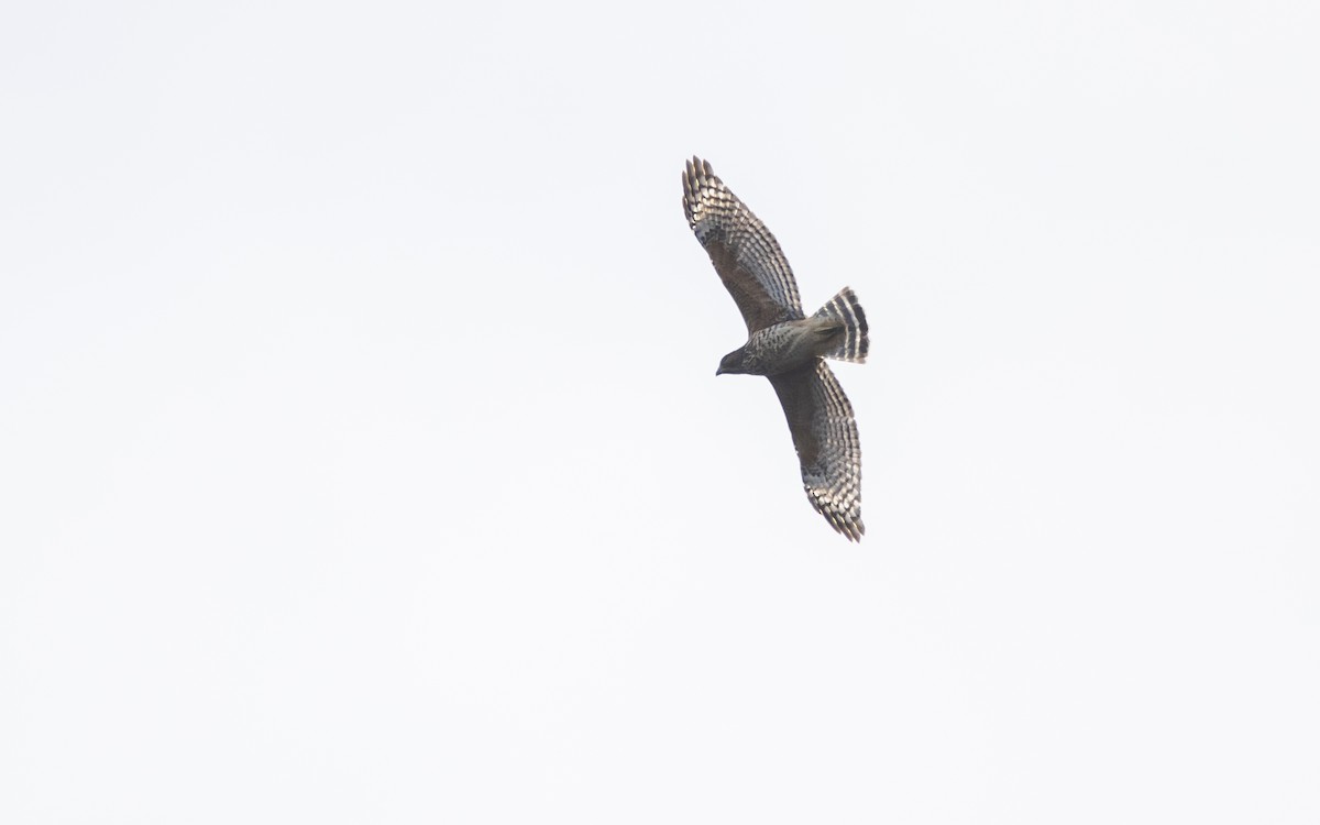 Red-shouldered Hawk (elegans) - ML625550731