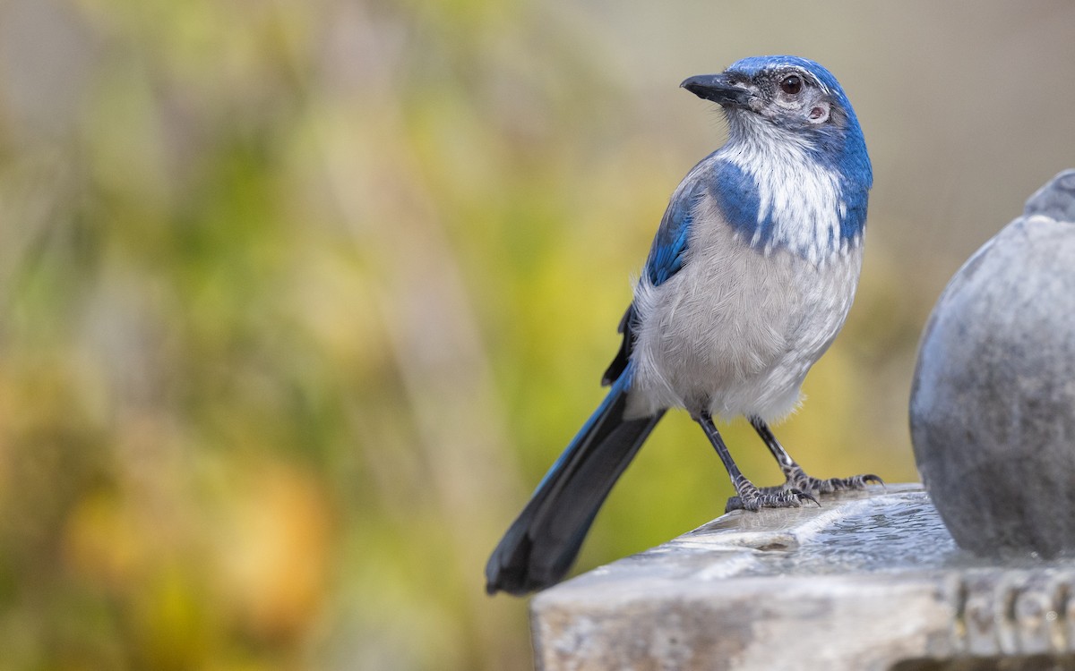 California Scrub-Jay - ML625550746