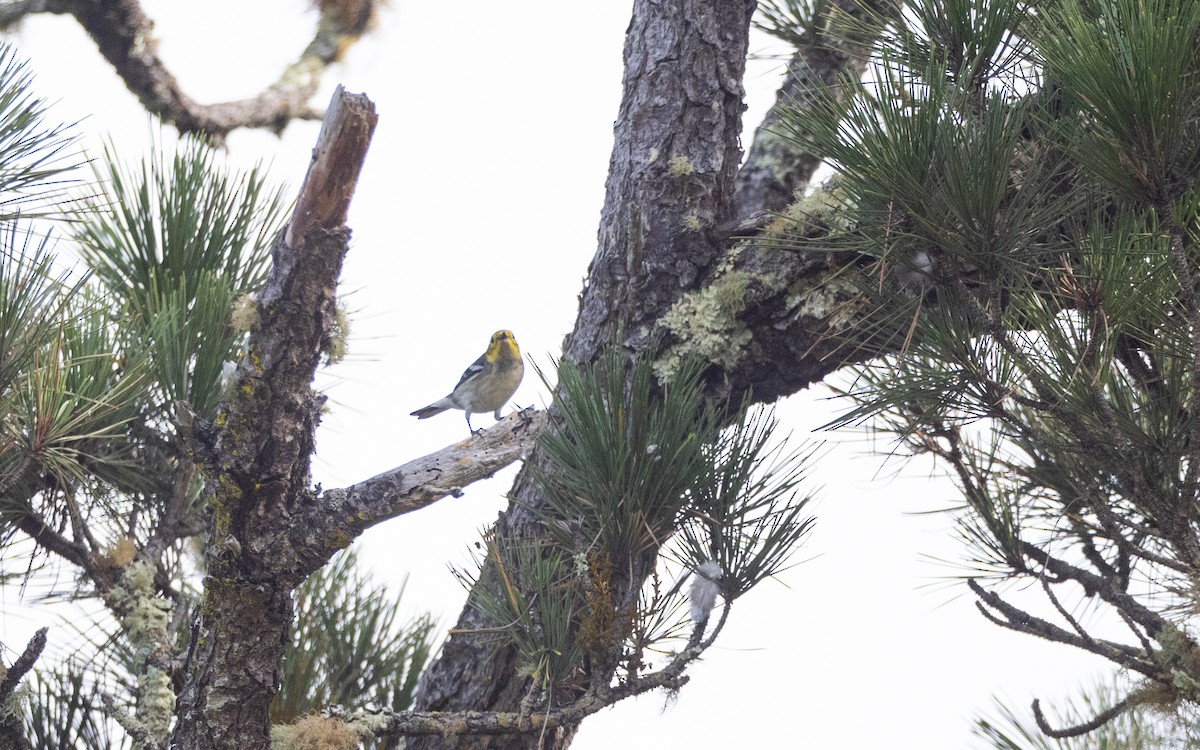 Hermit Warbler - ML625550759