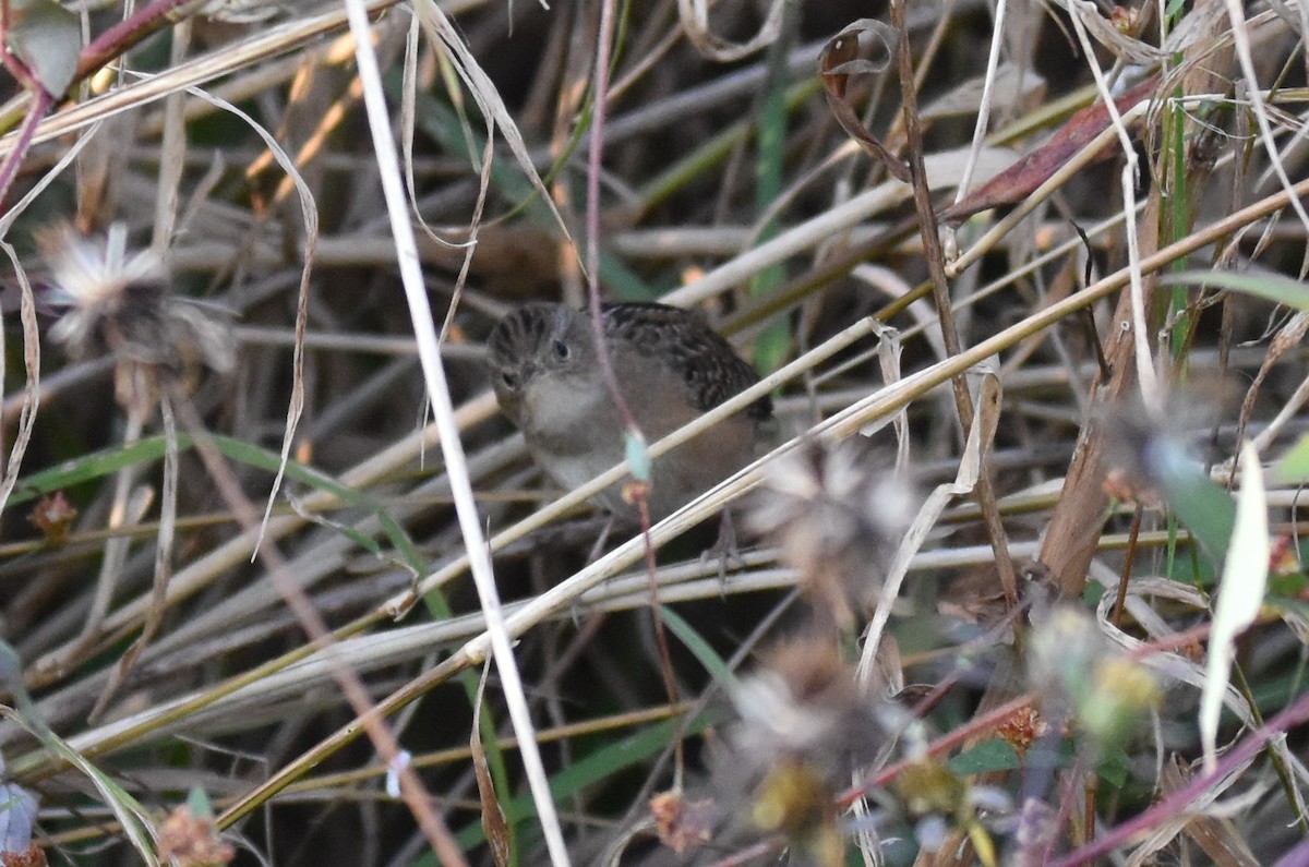 Sedge Wren - ML625550767