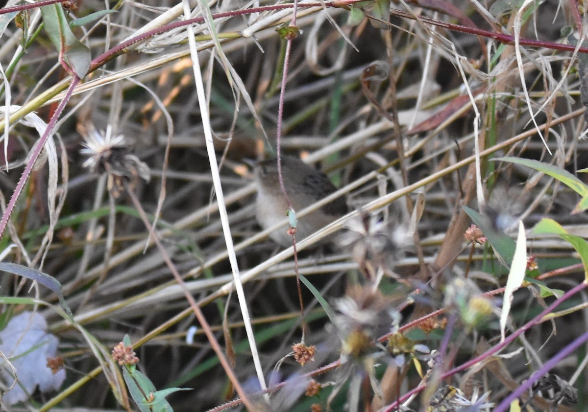 Sedge Wren - ML625550776