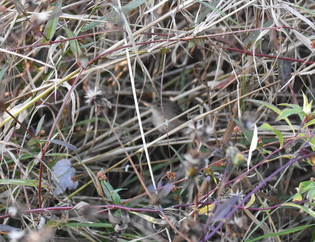 Sedge Wren - ML625550784